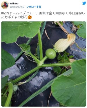 現在は趣味の家庭菜園を楽しむ朝倉未来の父親のTwitter
